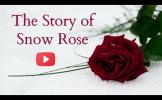 The Story of Snow Rose The Story of Snow Rose